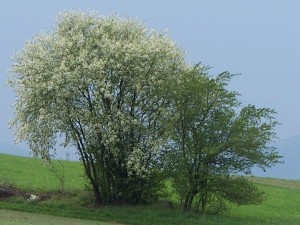 Prunus_racemosa_a1